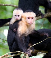 White-faced capuchin monkeys