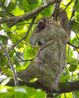 Three  toed sloth with baby