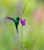 Green Thorntail hummingbird