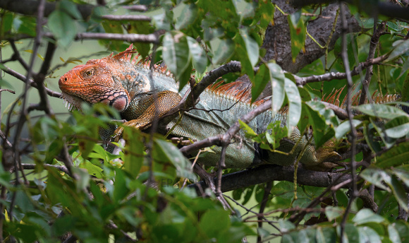 iguana