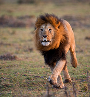 A male lion running