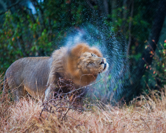 A Male lion shaking the water off his mane