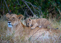 A lionness with cub