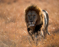 Big Cats of Africa