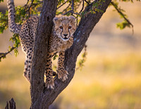Cheetah cub in a tree
