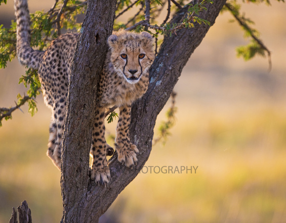 Cheetah cub in a tree