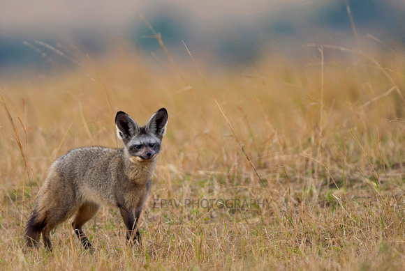 Bat-eared Fox (From Masai Mara, Kenya)