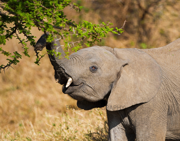 Elephant Calf