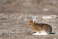 Snowshoe Hare