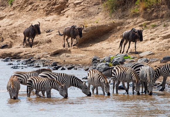 Migration - Zeebra & Wildbeeste crossing the Mara river