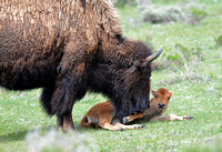 Bison Mom with Calf 001