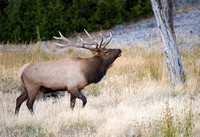 Bull Elk 006