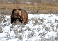 Grizzly bear in snow 007