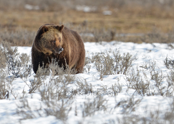 Grizzly bear in snow 007