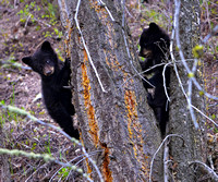 Black bear cubs 002
