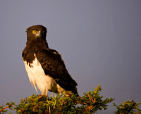 Black chested snake eagle