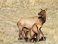 Elk calf nursing 004