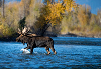 Moose in the river 005