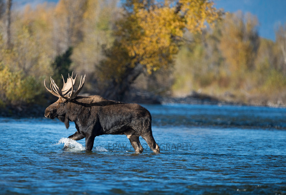 Moose in the river 005