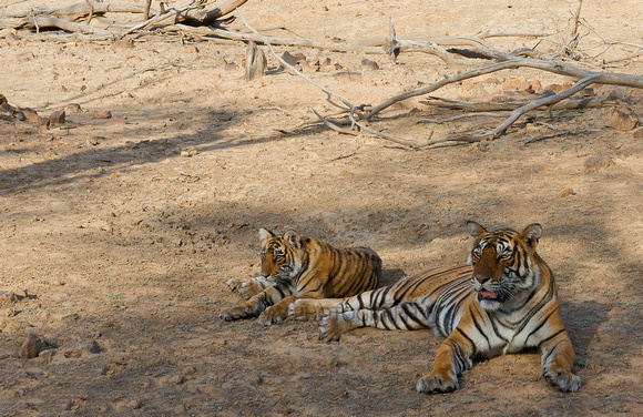 Tigress with cub