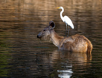 Sambar deer with egret