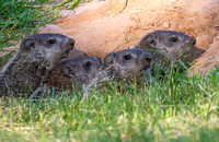 Baby groundhogs
