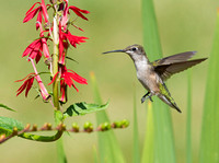 Female ruby throated hummingbird