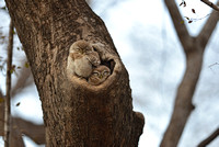 Spotted owlets