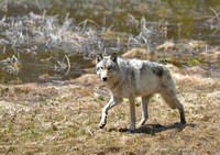 Gray Wolf 0025