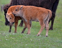 Bison Calves 0020