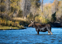 Cow moose 0027
