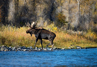 Bull moose 0041