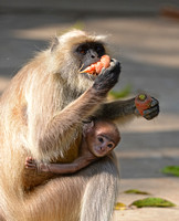 Langur Monkey Mom with infant
