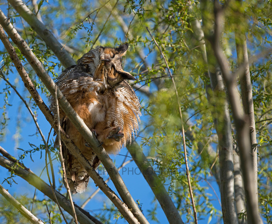 Great horned owl preening