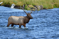 Bull Elk 0051