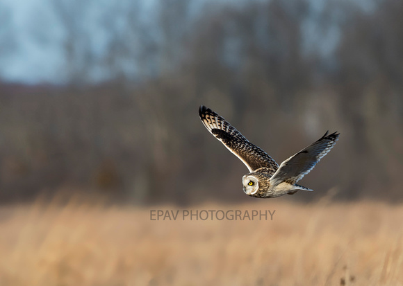 A short eared owl in flight
