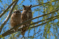 Great horned owl with chick