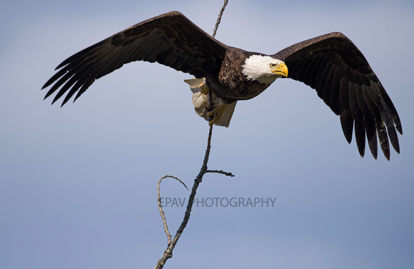 Bald eagle with a stick
