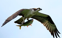 An osprey with a fish