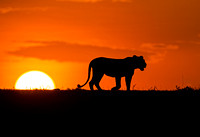 Lioness at sunset