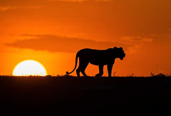 Lioness at sunset