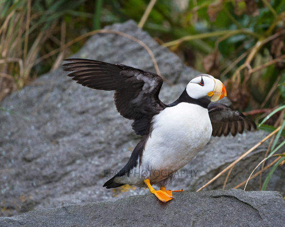 Horned puffin