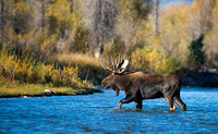 Bull moose 0046