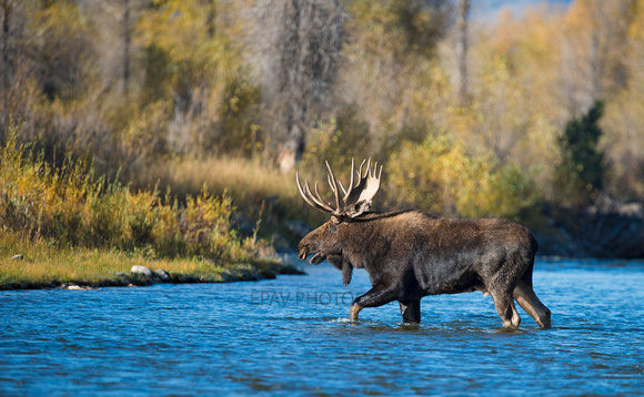 Bull moose 0046