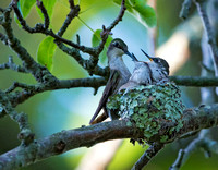 Ruby throated hummingbird with chicks