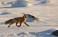 Red fox 003