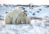 Polar bear family 002