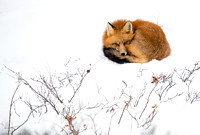 Red fox 007