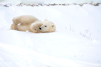polar bear cub 0010